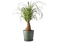 BITZ Übertopf -Haushaltsgegenstände Verkäufe 11237 env 2 high